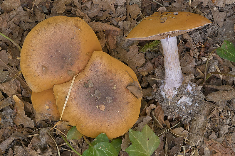 Cortinarius (subgenus Phlegmacium) collocandoides